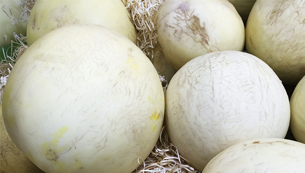 Melon blanco